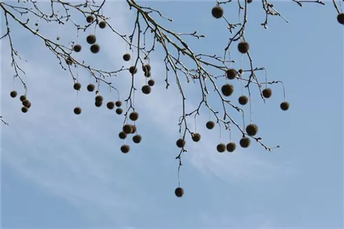 Platane - Platanus acerifolia - Formgehölze