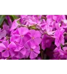 Dreiblütige Garten-Flammenblume - Phlox glaberrima ssp.triflora 'Bill Baker'