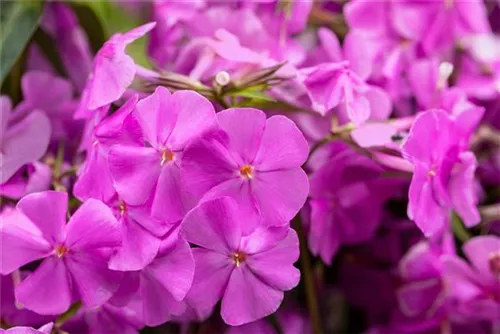 Dreiblütige Garten-Flammenblume - Phlox glaberrima ssp.triflora 'Bill Baker'