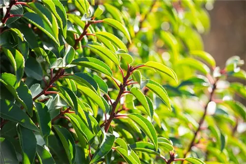 Portug.Lorbeerkirsche - Prunus lusitanica - Baum