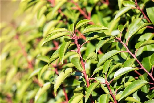 Portug.Lorbeerkirsche - Prunus lusitanica - Baum