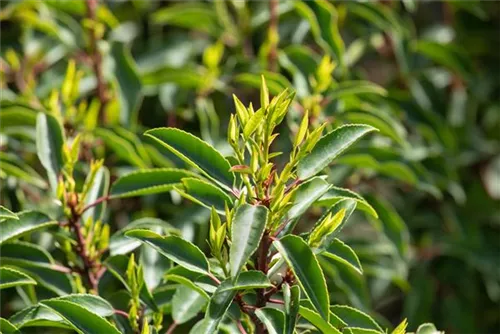 Portug.Lorbeerkirsche - Prunus lusitanica - Baum