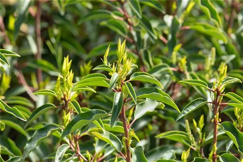 Portug.Lorbeerkirsche - Prunus lusitanica - Baum