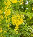 Gemeiner Goldregen - Laburnum anagyroides