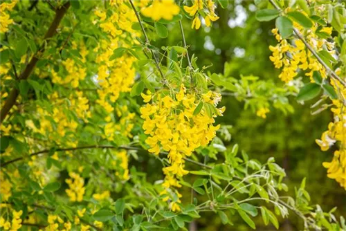 Gemeiner Goldregen - Laburnum anagyroides