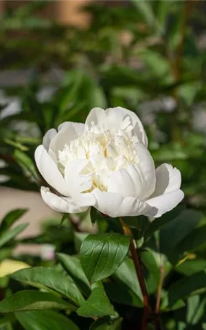 Paeonia officinalis 'Alba Plena'