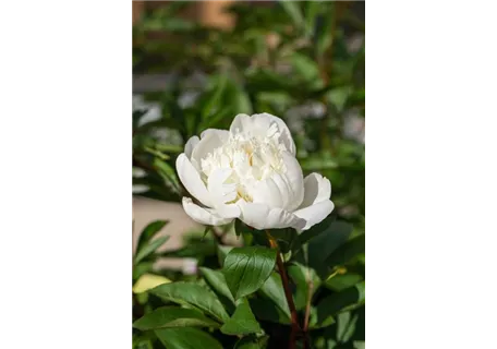 Paeonia officinalis 'Alba Plena' - Bauerngarten-Pfingstrose