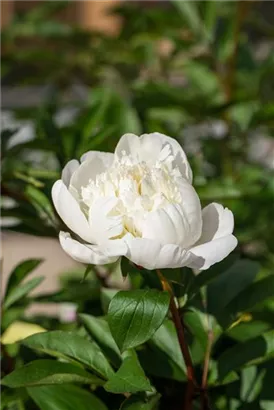 Bauerngarten-Pfingstrose - Paeonia officinalis 'Alba Plena'