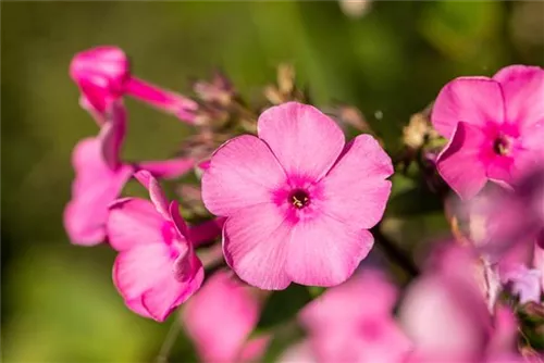 Hohe Garten-Flammenblume - Phlox paniculata 'Aida'