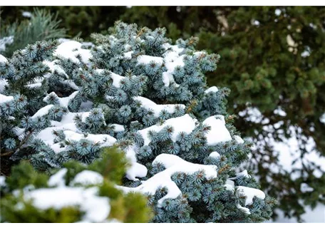 Picea sitchensis 'Silberzwerg' - Sitkafichte 'Silberzwerg'