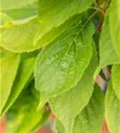 Japan.Säulenkirsche - Prunus serrulata 'Amanogawa' CAC