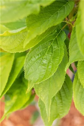 Japan.Säulenkirsche - Prunus serrulata 'Amanogawa' CAC