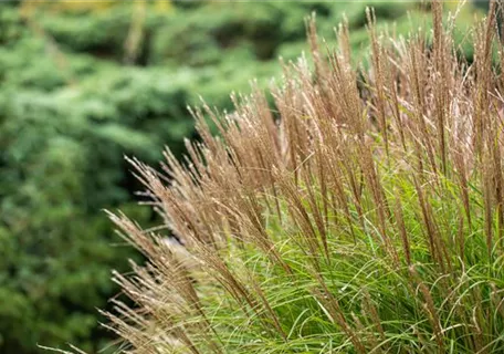 Miscanthus sinensis 'Yakushima Dwarf' - Halbhoher-Garten-Chinaschilf