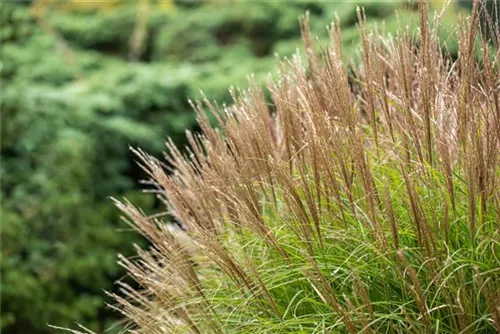 Halbhoher-Garten-Chinaschilf - Miscanthus sinensis 'Yakushima Dwarf'