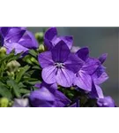 Großblütige Garten-Ballonblume - Platycodon grandiflorus 'Mariesii'