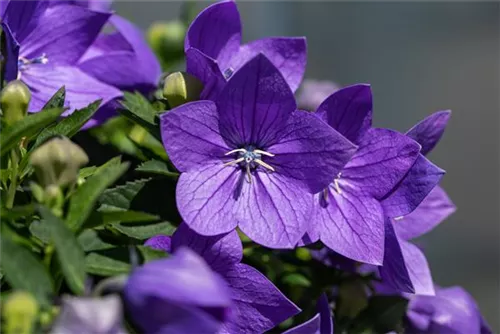 Großblütige Garten-Ballonblume - Platycodon grandiflorus 'Mariesii'