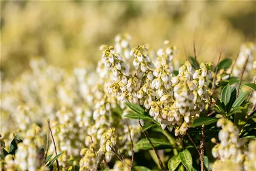 Schattenglöckchen 'Debutante' - Pieris japonica 'Debutante'