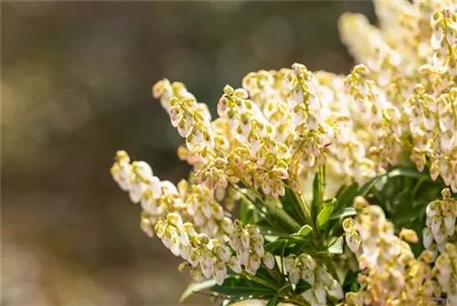 Schattenglöckchen 'Debutante' - Pieris japonica 'Debutante'