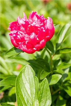 Bauerngarten-Pfingstrose - Paeonia officinalis 'Rosea Plena'