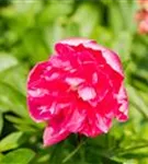 Bauerngarten-Pfingstrose - Paeonia officinalis 'Rosea Plena'