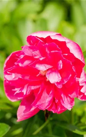 Paeonia officinalis 'Rosea Plena'