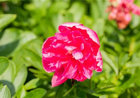 Paeonia officinalis 'Rosea Plena' - Bauerngarten-Pfingstrose