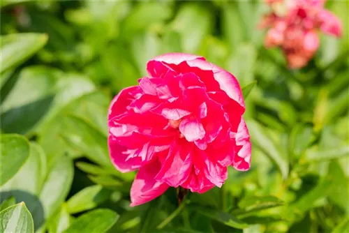 Bauerngarten-Pfingstrose - Paeonia officinalis 'Rosea Plena'