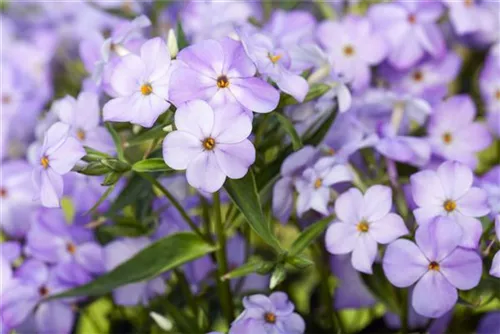 Hohe Garten-Flammenblume - Phlox paniculata 'Blue Boy'