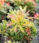 Schattenglöckchen 'Flaming Silver' - Pieris japonica 'Flaming Silver'