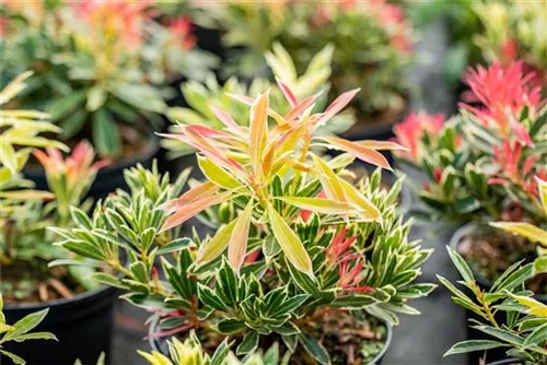 Schattenglöckchen 'Flaming Silver' - Pieris japonica 'Flaming Silver'