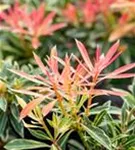 Schattenglöckchen 'Flaming Silver' - Pieris japonica 'Flaming Silver'