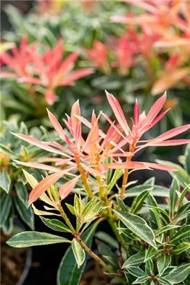 Schattenglöckchen 'Flaming Silver' - Pieris japonica 'Flaming Silver'