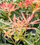 Schattenglöckchen 'Flaming Silver' - Pieris japonica 'Flaming Silver'