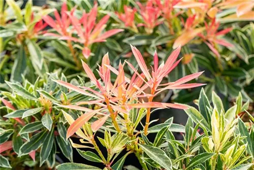 Schattenglöckchen 'Flaming Silver' - Pieris japonica 'Flaming Silver'