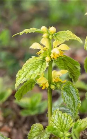 Lamiastrum galeobdolon 'Florentinum'