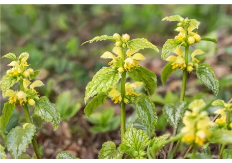 Lamiastrum galeobdolon 'Florentinum' - Florentiner Garten-Goldnessel