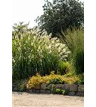 Hoher Garten-Chinaschilf - Miscanthus x giganteus 'Aksel Olsen'