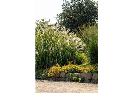 Miscanthus x giganteus 'Aksel Olsen' - Hoher Garten-Chinaschilf