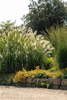 Hoher Garten-Chinaschilf - Miscanthus x giganteus 'Aksel Olsen'