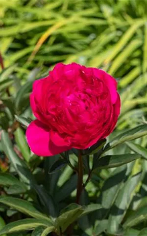 Paeonia officinalis 'Rubra Plena'