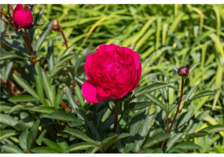 Paeonia officinalis 'Rubra Plena' - Bauerngarten-Pfingstrose