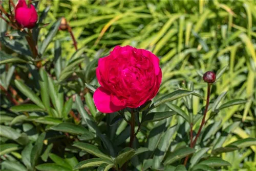 Bauerngarten-Pfingstrose - Paeonia officinalis 'Rubra Plena'