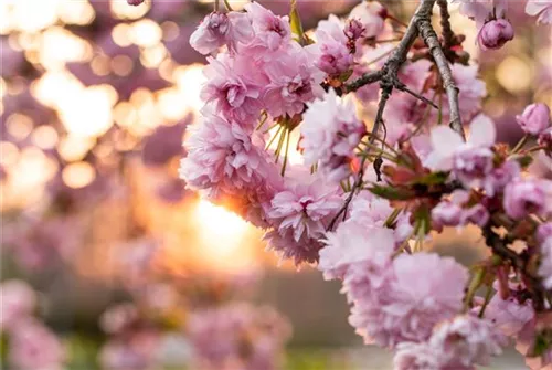 Japan.Nelkenkirsche 'Kanzan' - Prunus serrulata 'Kanzan' CAC - Formgehölze