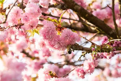 Japan.Nelkenkirsche 'Kanzan' - Prunus serrulata 'Kanzan' CAC - Formgehölze