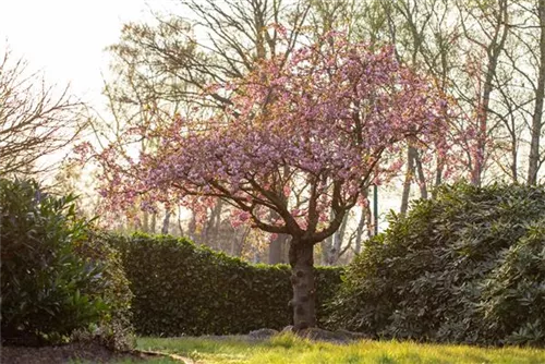 Japan.Nelkenkirsche 'Kanzan' - Prunus serrulata 'Kanzan' CAC - Formgehölze