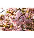 Japan.Nelkenkirsche 'Kanzan' - Prunus serrulata 'Kanzan' CAC - Formgehölze