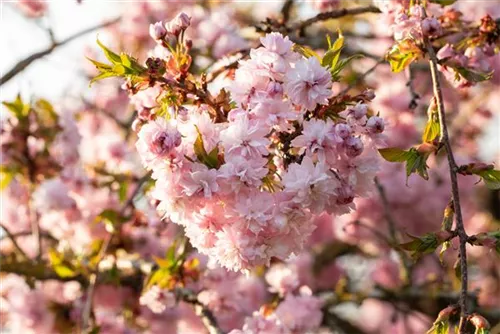 Japan.Nelkenkirsche 'Kanzan' - Prunus serrulata 'Kanzan' CAC - Formgehölze