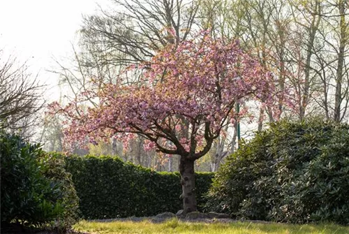 Japan.Nelkenkirsche 'Kanzan' - Prunus serrulata 'Kanzan' CAC - Formgehölze