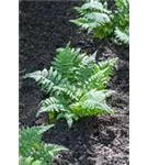 Engelsüß, Gemeiner Tüpfelfarn - Polypodium vulgare