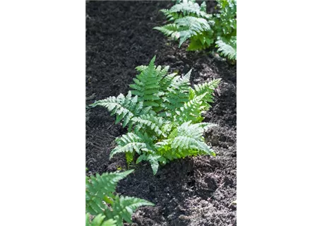 Polypodium vulgare - Engelsüß, Gemeiner Tüpfelfarn